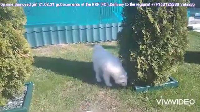 В продаже Самоед девочка 21.02.21 гр.Документы РКФ