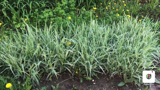 «..черемуха душистая с весною расцвела..!!» смотреть онлайн