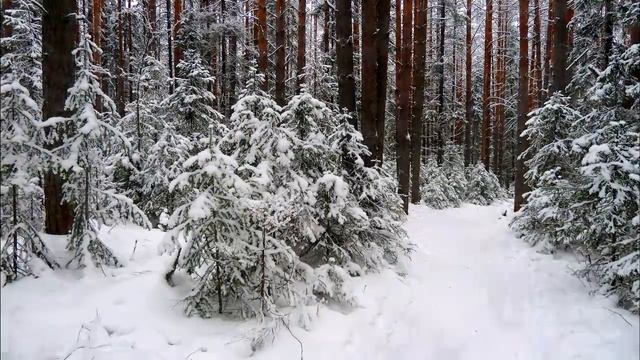 Зимний лес. Winter forest смотреть онлайн