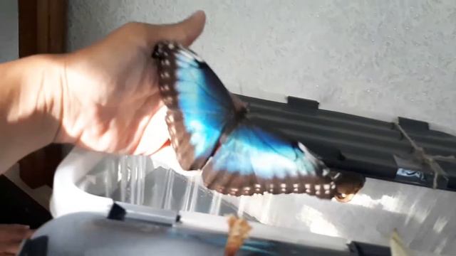 Самая красивая бабочка Морфо. Бабочкариум. Ферма бабочек. Тропические Бабочки. Бабочки смотреть онлайн