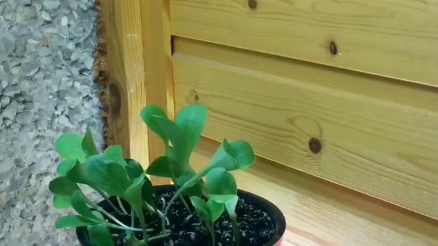 Расторопша смотреть онлайн