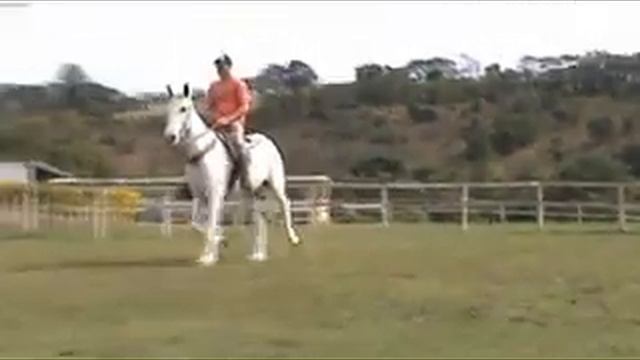 Java de Laras (Hileu OJC X Visão RN) - Mangalarga - Haras Garden смотреть онлайн