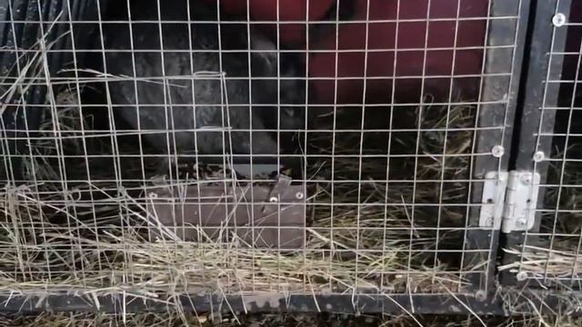 Вчерашние кроличьи радости ❤🐇 смотреть онлайн