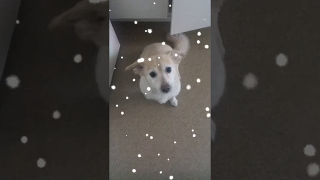 Dzip смотреть онлайн