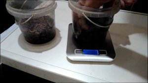 Дендробена. Питательный субстрат и запаренные отруби.