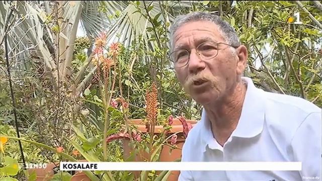 Ti pois de ravine tisane bronchite Raymond Lucas смотреть онлайн