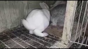 разделяем молодняк кроликов по половому признаку