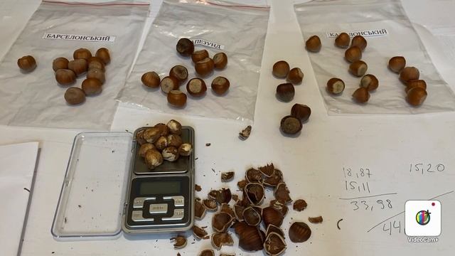 Фундук ШЕДЕВР ОРИГИНАЛ. Выход ядра. Сравнение с Трапезундом, Барселонским, Каталонским! смотреть онлайн