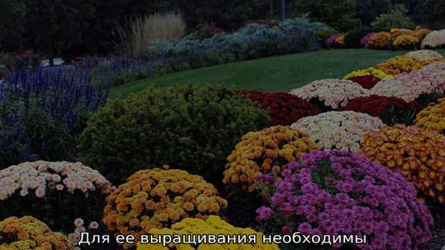 Осенние цветы смотреть онлайн