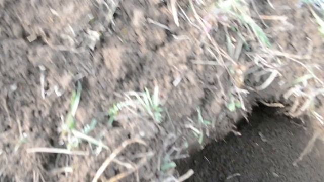 Поймать крота, очень простой способ, вредитель наступает.... смотреть онлайн
