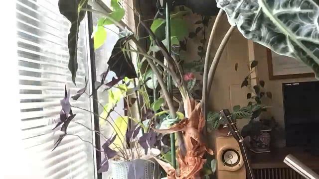 27 day Time Lapse of an Alocasia leaf unfurling смотреть онлайн
