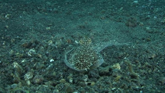 Mimic Octopus: Master of Disguise смотреть онлайн
