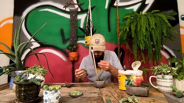 BURRITO SEDUM PROPAGATION BASICS | How To Propagate Sedum Morganianum Burrito From Cuttings & Leave