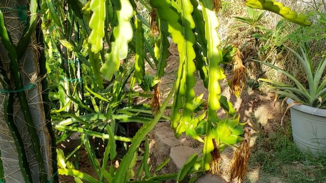 How many fruiting cycles do dragon fruit have per year? смотреть онлайн