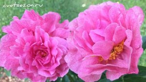 Пион «The fawn” (Зе фаун)