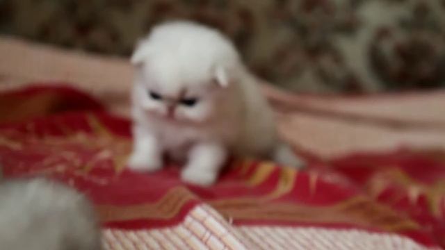 Котята персидские шиншиллы питомника Kelevra смотреть онлайн