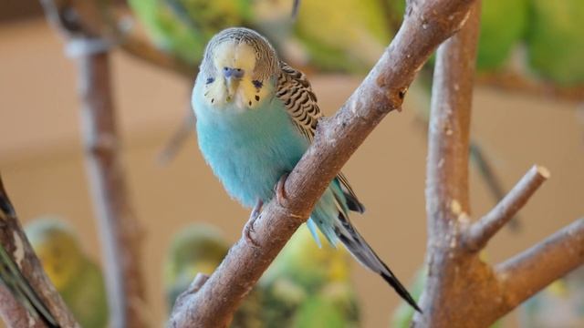 ВОССТАНОВЛЕНИЕ НЕРВНОЙ СИСТЕМЫ! Нежная музыка, успокаивает нервную систему и радует душу! ЗИМА смотреть онлайн