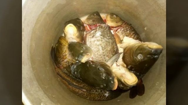 Рыба зверь, уха, караси. рыбалка. смотреть онлайн