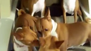 Басенджи поют