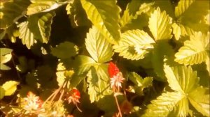 Земляника Аттила после двух сборов ягод