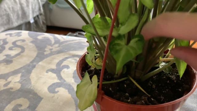 Plant Haul | 3 New Houseplants