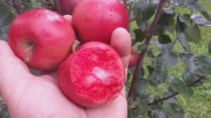 Яблоня красномясая  летний сорт Сирена (Apple Sirena). Обзор летних сортов яблонь.