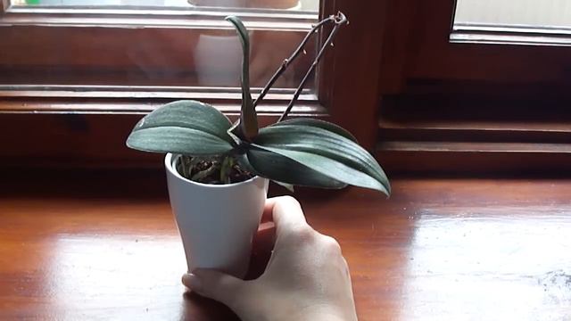 Мини орхидея растёт в керамике... смотреть онлайн