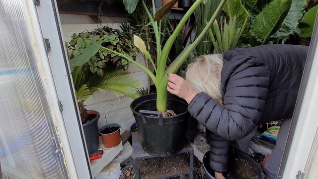 Alocasia Wentii - przesadzanie do większej donicy oraz rozdzielanie odrostów #16 смотреть онлайн
