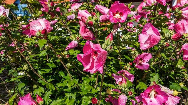 Волшебный мир музыки и цветов: Гибискус сирийский/ Hibiscus syriacus смотреть онлайн