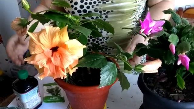 Что необходимо для второго цветения декабриста смотреть онлайн