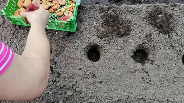 ОСНОВНЫЕ ПРАВИЛА ПОСАДКИ ГЛАДИОЛУСОВ. смотреть онлайн