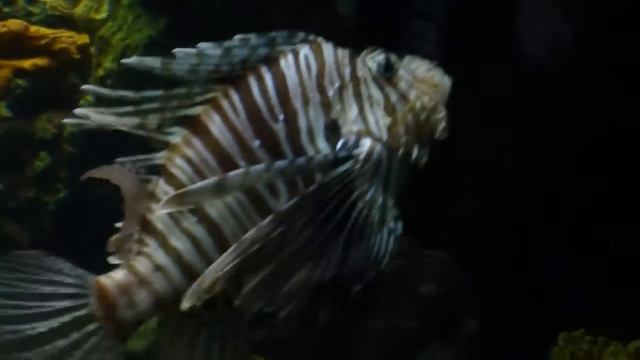 ?? Aquarium Barcelona Pez Leon Pterois antennata Escorpion y pez lunares Arothron meleagris HD ?? смотреть онлайн