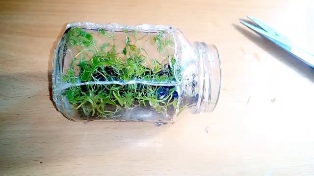 Первые уражай с нашей теплицы