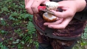 Грибы в Карелии. Часть 1. Август 2021 г.