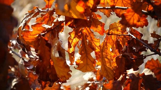 Enchanting Autumn Forests With Beautiful Piano Music?4K Autumn Ambience & Fall Foliage