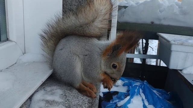 Показываю,где живут белочки#животные#animals#белка#squirrel#зима смотреть онлайн