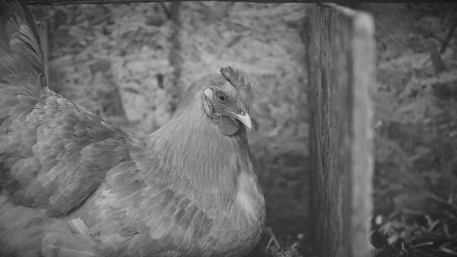 GO VEGAN | "Tell Me Why" | A song to inspire the world to care for animals смотреть онлайн