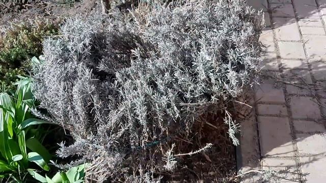 Весна. Обрезаем, чистим кусты лаванды. смотреть онлайн