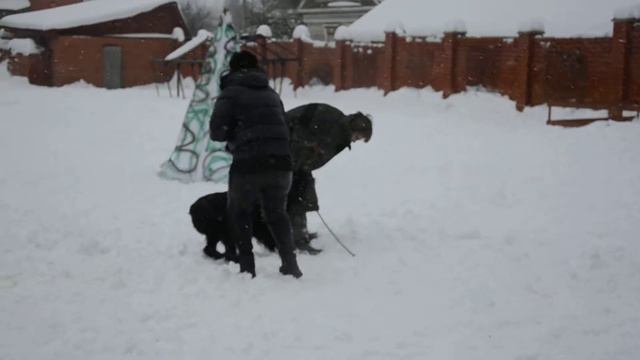 Ризеншнауцер Лагос (кобель, 9 месяцев) - защита, пуск 2