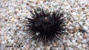 Морской ёж в море Греции