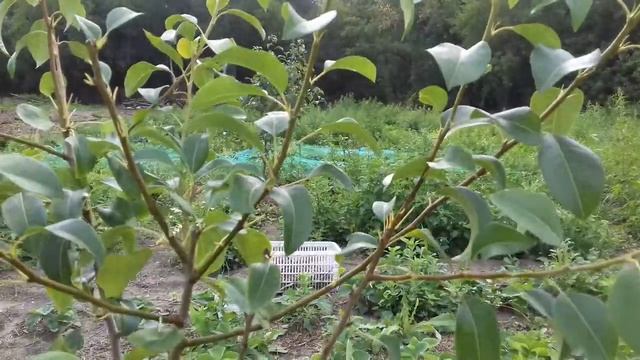 5.ЧЕРНЕЮТ ЗАСЫХАЮТ ЛИСТЬЯ ВЕТКИ НА ГРУШЕ.БАКТЕРИАЛЬНЫЙ ОЖОГ ГРУШИ.ЭРВИНИЯ.БАКТЕРИОЗ.ГРУША ЧЕМ ОПРЫС смотреть онлайн