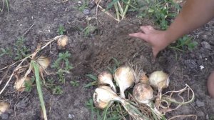 Лук из семян- уборка трёх хороших сортов!