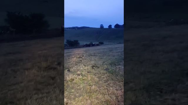 Здоровый сон это хорошо, но нельзя проспать утреннюю дойку😁😁 смотреть онлайн