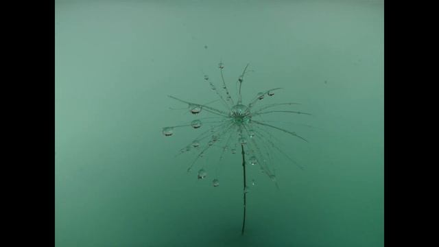 Photographing Water Drops And Dandelion Seeds