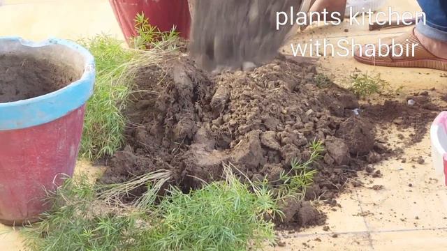 Asparagus Farm cutting easily plant's kitchen @plantskitchen2445 смотреть онлайн
