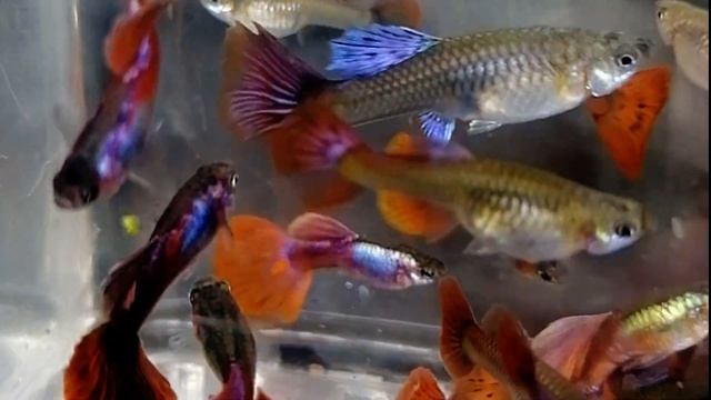 Гуппи Кря-Кря / красивые краснохвостые смотреть онлайн