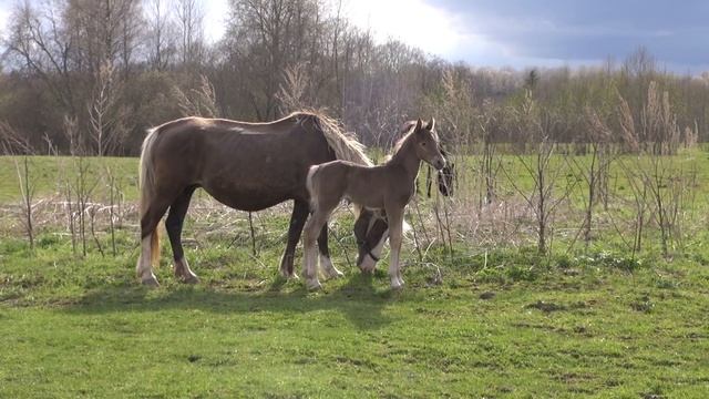 Готовим лошадей к пастбищу смотреть онлайн