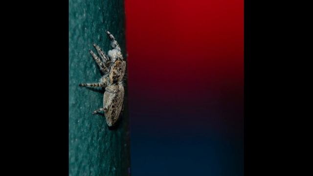 Macro On A Budget - Tamron 52A Adaptall-2 SP 70-210mm F/3.5-4 With Nikon D7000