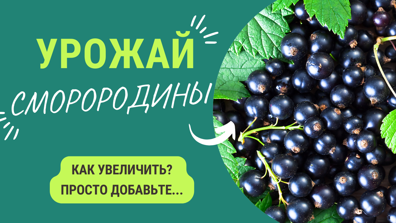 Смородина - как увеличить урожай? Просто внесите... смотреть онлайн