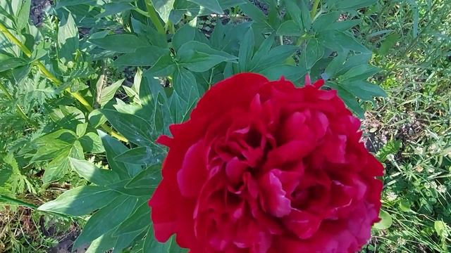 Осенние посадки расцвели.Макинак Гранд,Чиз Кантри,Петит Порселейн,Боул оф Крим,Ферст Арривал.2022г смотреть онлайн